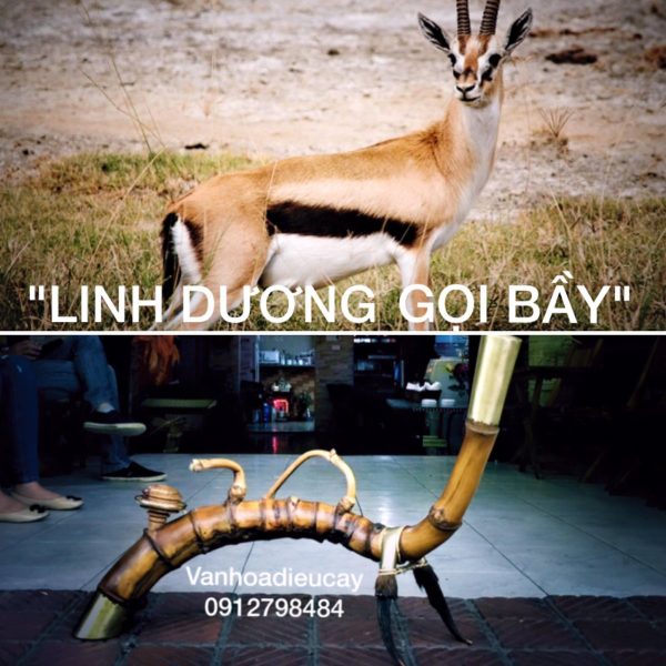 Linh Dương Gọi Bầy