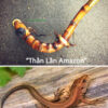Thằn Lằn Amazon