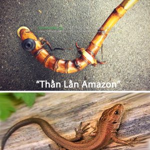 Thằn Lằn Amazon